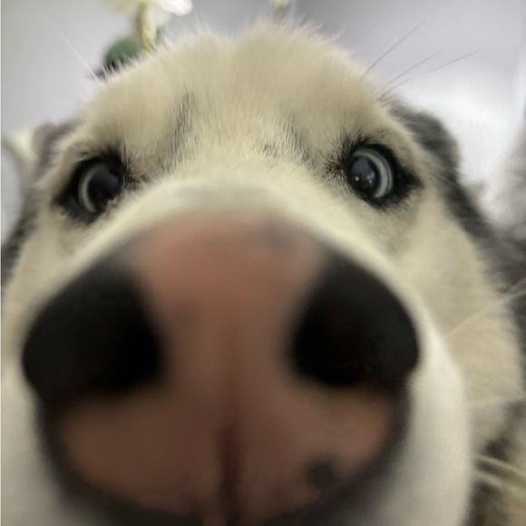 dogtastrophe